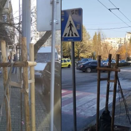 Мъничка фиданка заседена на тротоар в Стара Загора се оказа