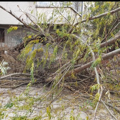 Голямо дърво е рухнало на улица в Пловдив съобщи гражданин Добре