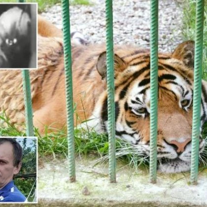 Тигър уби 52 годишен служител на зоологическа градина в Румъния Той