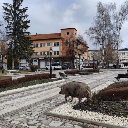 Свиня предизвика истински фурор по улиците на наш град