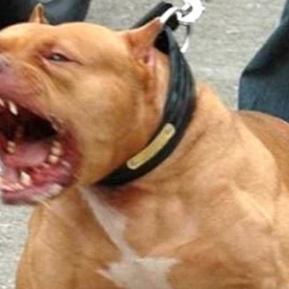 Двама души са арестувани след като 8 месечно бебе бе нападнато