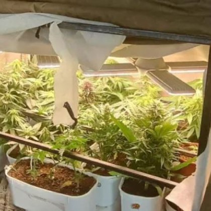 23 конопени растения в различен стадий на цъфтеж както и