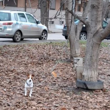 Малко кученце е завързано вече ден за дърво Случаят е от
