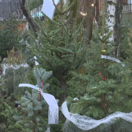 Увеличава се интересът към живото коледно дръвче сочат търговци Слави за