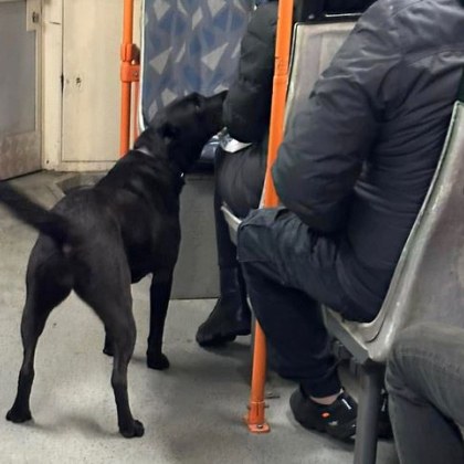 Пътник без билет се качи в столичен трамвай За необичайната