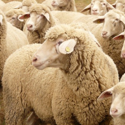 След подаден сигнал от жители на с Жельо Войвода ветеринарни