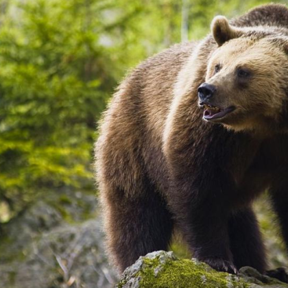 Ловец е бил убит от мечка паднала от дърво съобщава