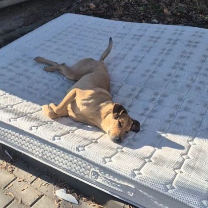 Трогателна гледка накара жители на Добрич да се усмихнат и