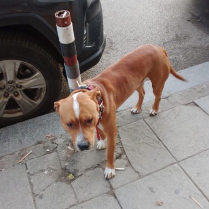 Вечерна разходка в центъра на София се превърна в спасителна