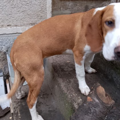 Стопанин издирва отвлеченото си в Пернишко куче За случая алармира