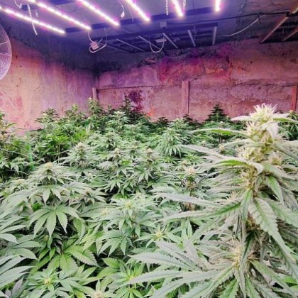 Разбиха оранжерия за отглеждане на коноп при специализирана полицейска операция по противодействие