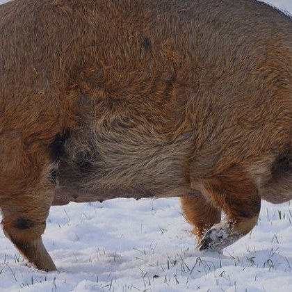 Коледа идва а с нея и лошите новини за много