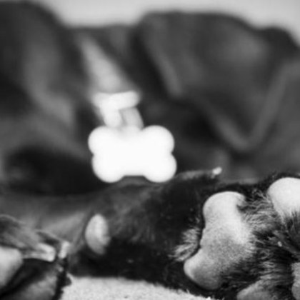 Отново смърт в наш град куче е било отровено