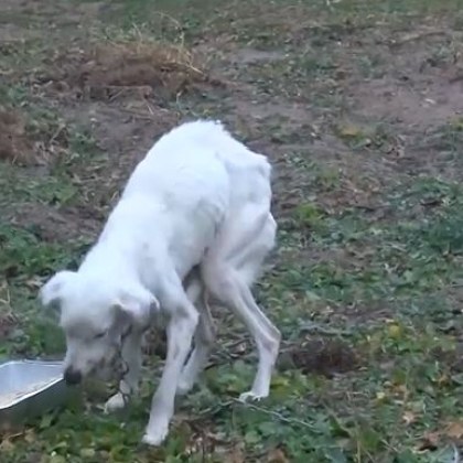 Кучето на семейството на 13 годишния Николай от Конаре което беше