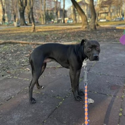 Млада столичанка издирва изчезналото си куче Габриела Симеонова разказва че