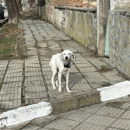 Спасителният отряд в Перник търси дом за кучето на изчезналия
