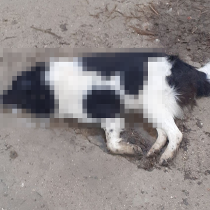 Карловското село Каравелово отново е разтърсено от жестокост към животни