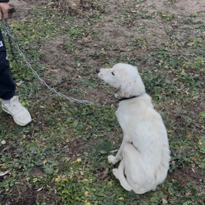Вълна от съпричастност след призива за помощ да бъде намерен