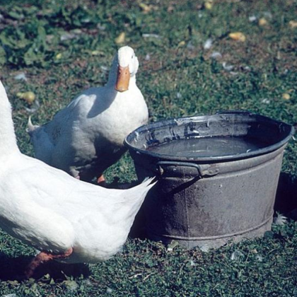 Когато внукът ми беше на четири години ми каза Дядо