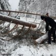 Дърво бокира път в Пловдивско, пътуващи извадиха голям късмет