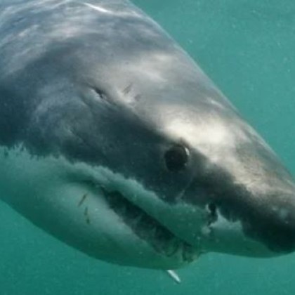 Италианец беше убит от акула в Червено море 48 годишният турист е