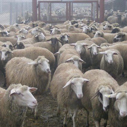 Фермери излизат на протест заради липсата на адекватни действия след