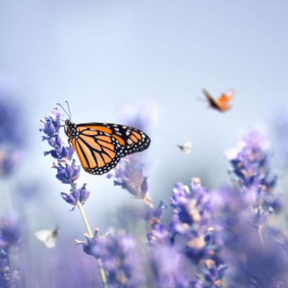 В Кения агрономът Стив Колинс толкова се запалил по събирането на пеперуди