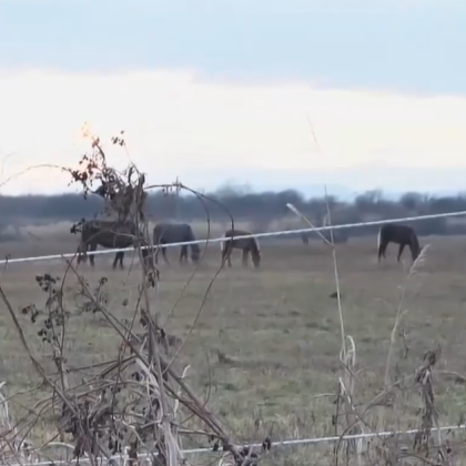 Собственикът на конете които причиниха тежката катастрофа в Кюстендил при