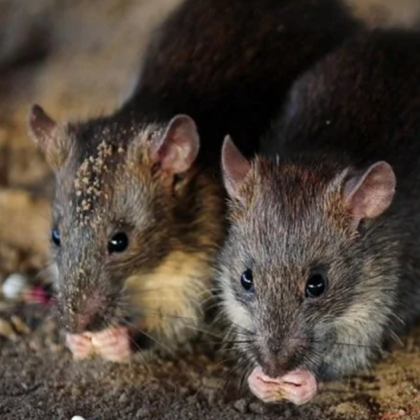 В големия британски град Глазгоу над 100 души са били