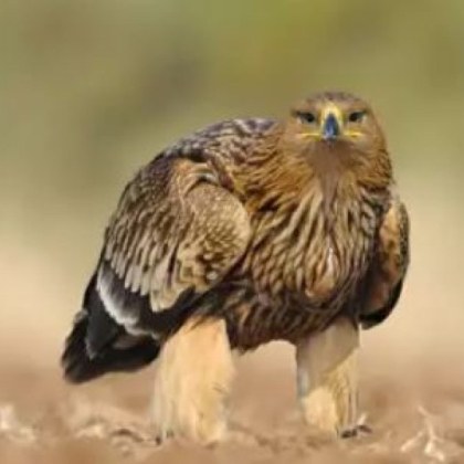 Млад царски орел е загинал вероятно от токов удар съобщиха