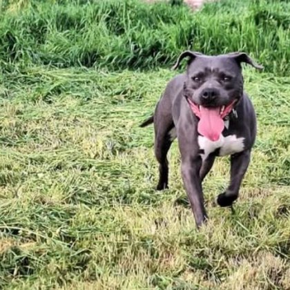 Новогодишните празници обичайно свързани с фойерверки и шумни тържества се