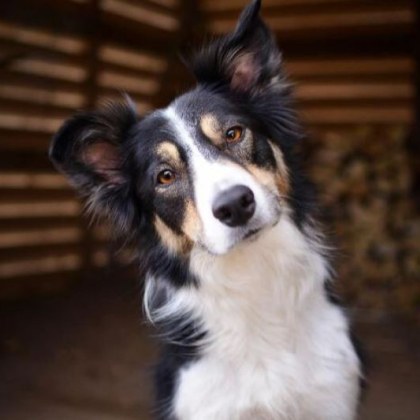 Изборът на куче е не само въпрос на предпочитания но