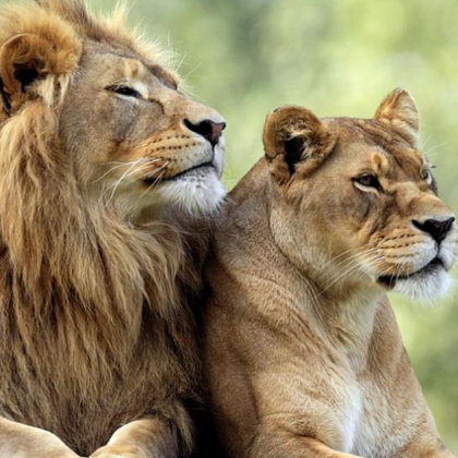 Служител на зоологическа градина се снима как се опитва да