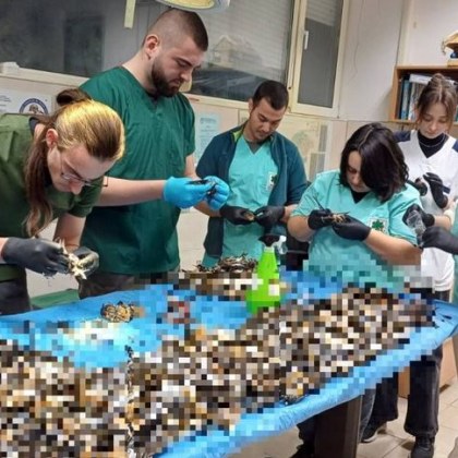 Птиците не са починали от фойерверките в новогодишната нощ Това