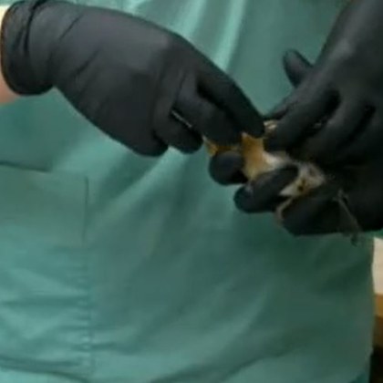 Стотици хиляди птици станаха жертва на новогодишните фойерверки и пиратки