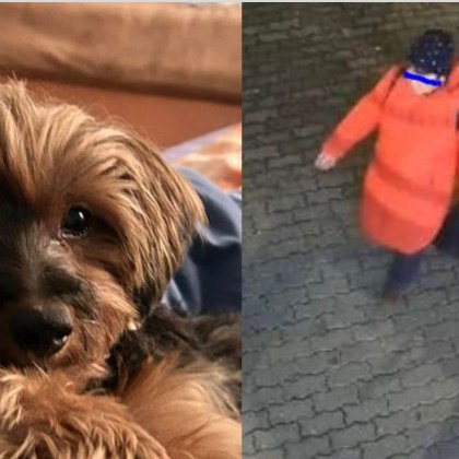 Столичанка твърди че домашното ѝ кученце е било взето от