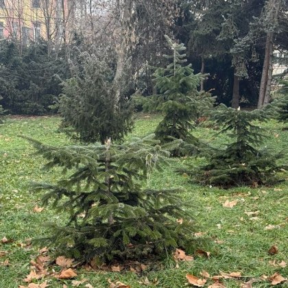 В първите дни на 2025 година граждани алармират за грозна