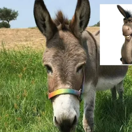Магарето за което се твърди че е вдъхновило известния герой