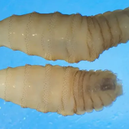 През февруари миналата година в Коста Рика беше въведено ново