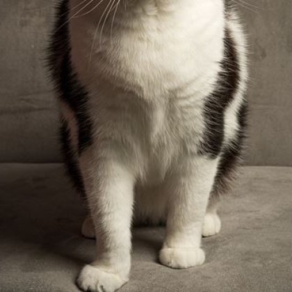 Нов сигнал за посегателство срещу животни в столицата Гражданин алармира