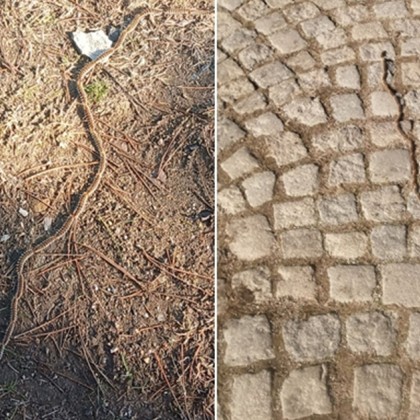 Жители на Сопот и Стара Загора алармираха за поредната поява