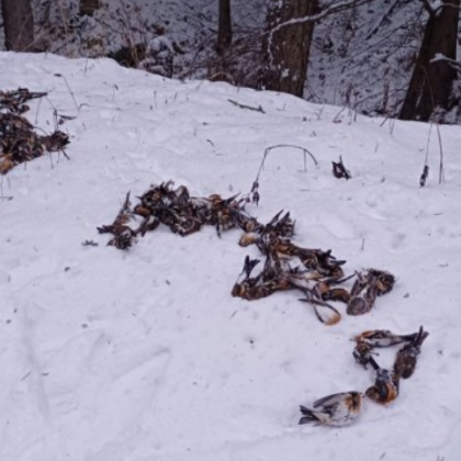 Полицията се е самосезирала по случая с хилядите птици открити