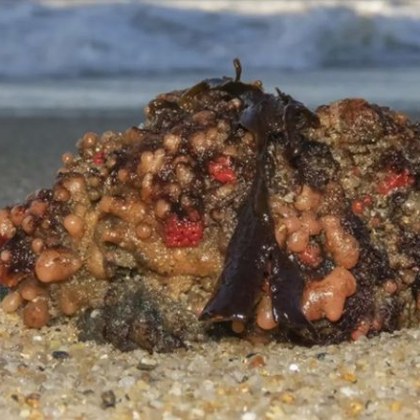 Разхождайки се по бреговете на Чили и Перу можете да