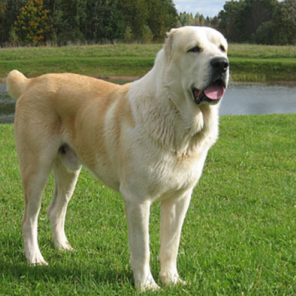 Дама сподели за неприятна случка в София Криси Тихина разказва