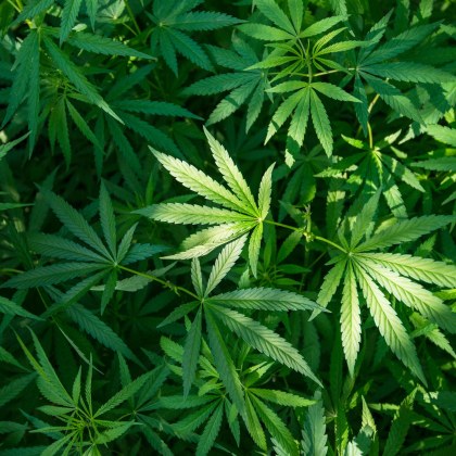 Стотиците конопени растения които бяха открити при специализирана полицейска операция в