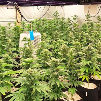 Задържан е 47 годишен криминално проявен мъж отглеждал 355 конопени растения