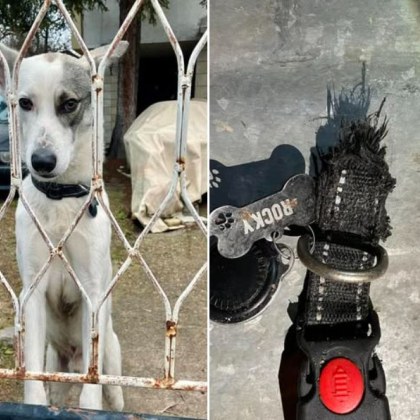 Столичанка сигнализира че домашното ѝ куче е откраднато Случката е