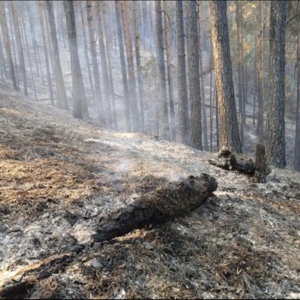 Над 170 хиляди декара горски територии у нас са опустошени