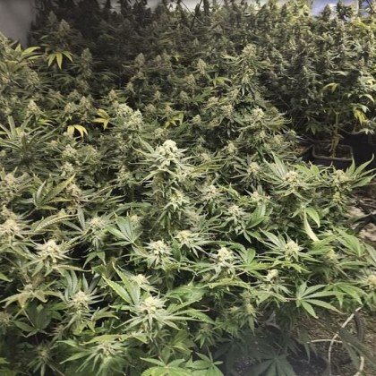 Високотехнологична оранжерия за отглеждане на растения от рода на конопа