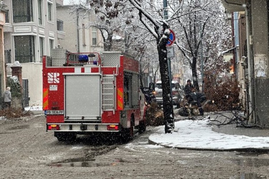 Дърво падна в Пловдив СНИМКА